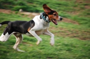 Treeing-Walker-Coonhound1