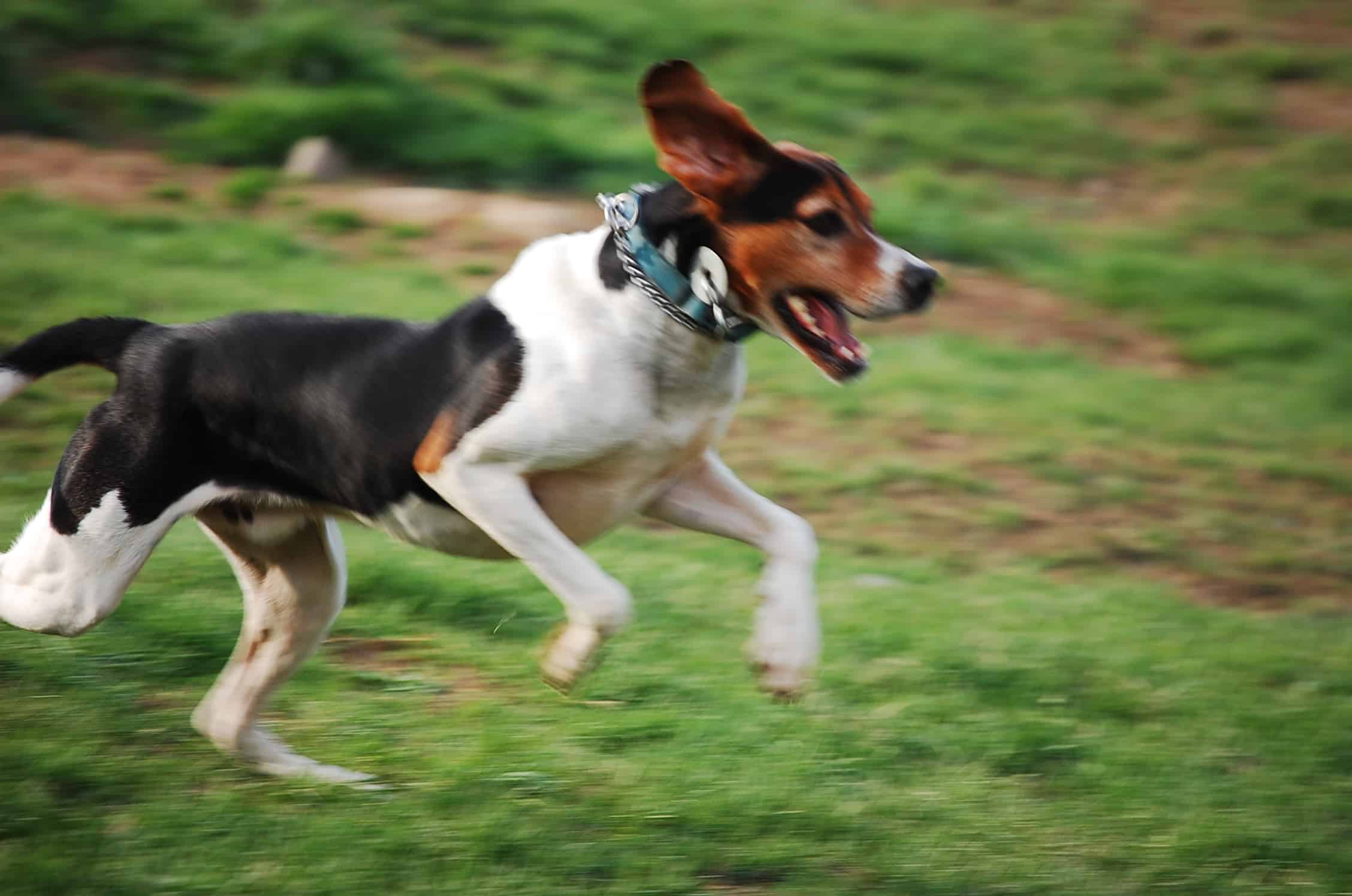 Treeing Walker Coonhound Spockthedog Com