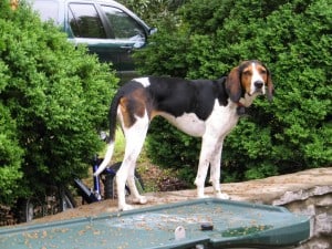 Treeing-Walker-Coonhound2