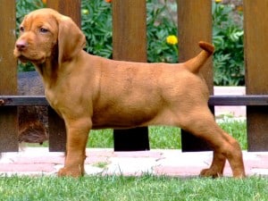 Vizsla