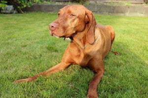 Vizsla1