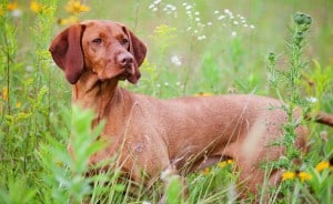 Vizsla2