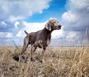 Weimaraner1