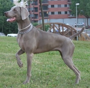 Weimaraner2