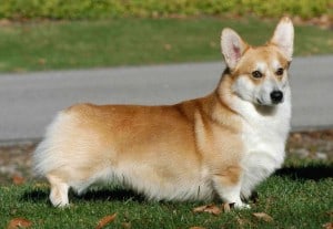 Welsh-Corgi-Pembroke