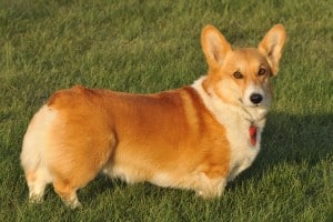 Welsh-Corgi-Pembroke1