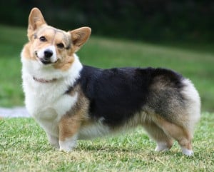 Welsh-Corgi-Pembroke2