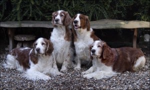 Welsh-Springer-Spaniel