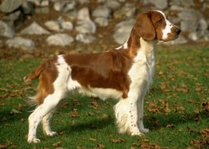 Welsh-Springer-Spaniel1