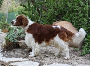 Welsh-Springer-Spaniel2