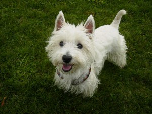 West-Highland-White-Terrier