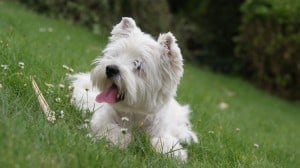 West-Highland-White-Terrier1