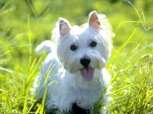 West-Highland-White-Terrier2