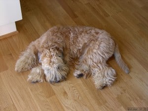 Wheaten-Terrier