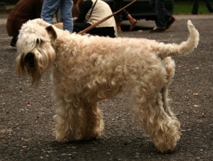 Wheaten-Terrier1