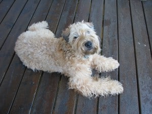 Wheaten-Terrier2