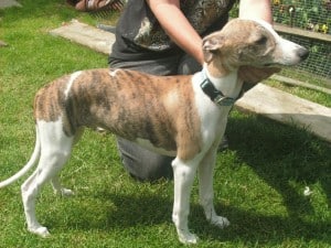 Whippet1