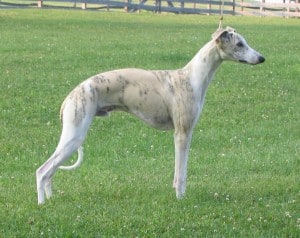 Whippet2