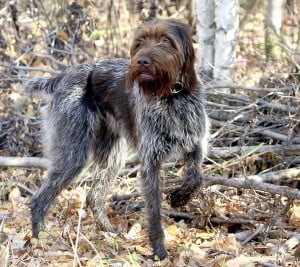 Wirehaired Pointing Griffon