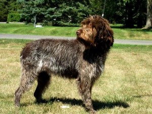 Wirehaired-Pointing-Griffon1