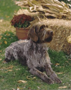Wirehaired-Pointing-Griffon2