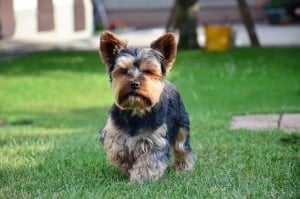 Yorkshire-Terrier