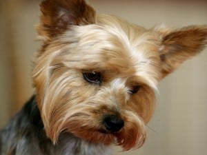 Yorkshire-Terrier1