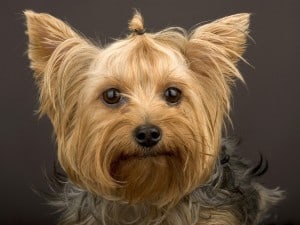 Yorkshire-Terrier2