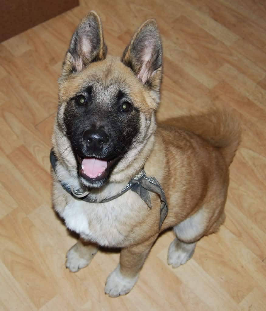 pug german shepherd mix puppy