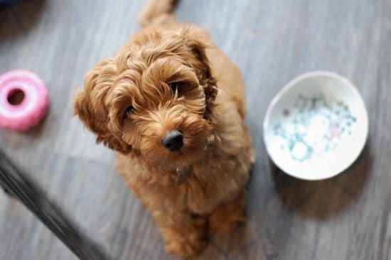 Australian Labradoodle Puppy