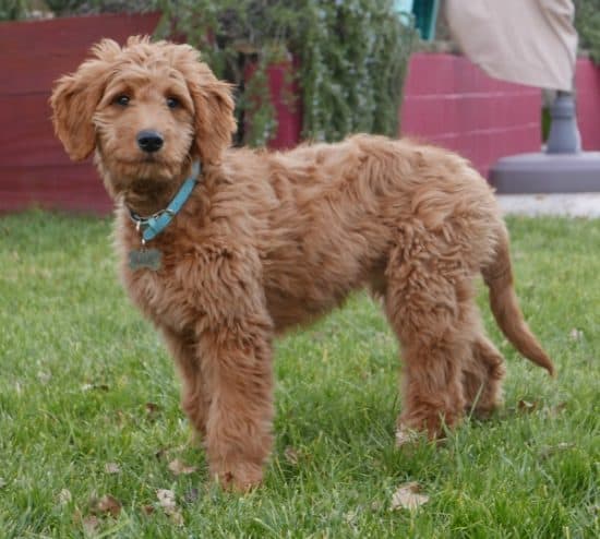 Goldendoodle