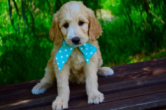 Small Goldendoodle Puppy