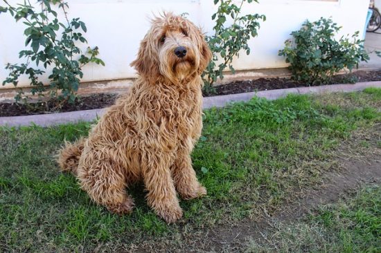 Beautiful Labradoodle Mixed Dog