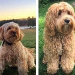 Cavapoo vs Cockapoo comparison