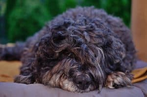 Cockapoo being lazy