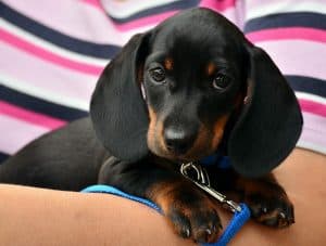 Dachsund Hardest Dog to Potty Train