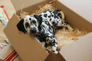 Dalmatian hardest dog breed to potty train