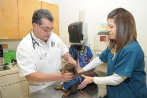 Puppy getting Parvo shot at vet clinic