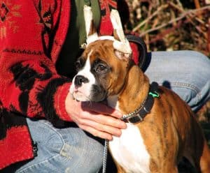 Puppy with taped standing ears