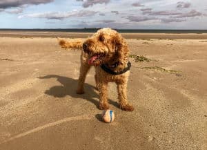 Cockapoo on beach with ball