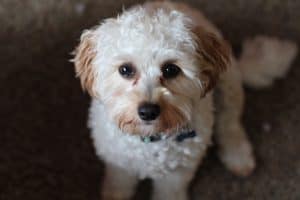 Cavapoo Puppy White