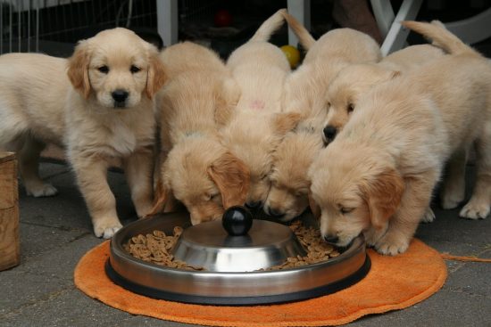 Best way to feed dogs, puppies and adults
