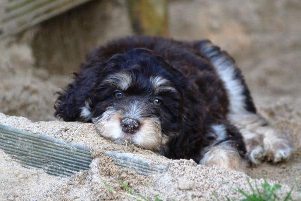 Aussiedoodle dog mixed breed