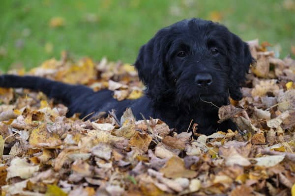 Black Labradoodle