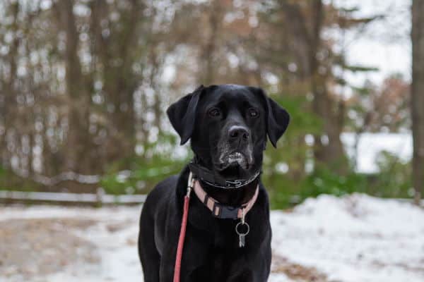 Black Labrador Retriever