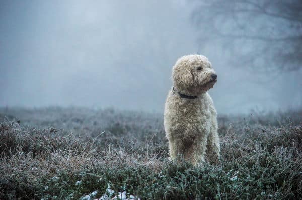 Goldendoodle on a field