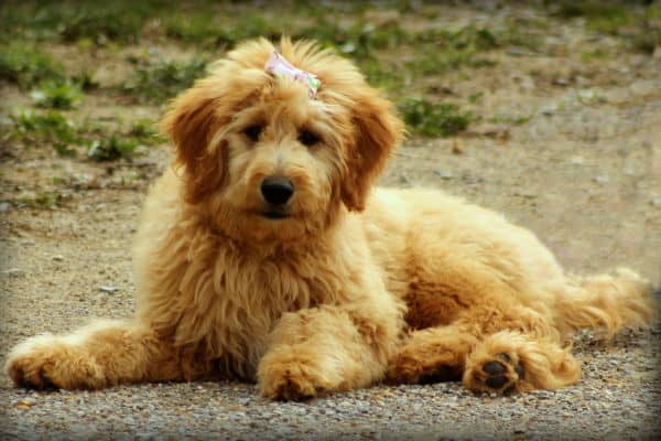 Goldendoodle sitting down