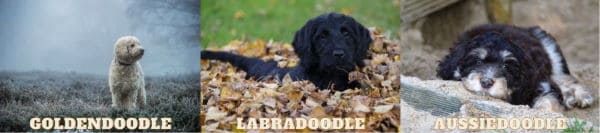 Goldendoodle vs Labradoodle vs Aussiedoodle