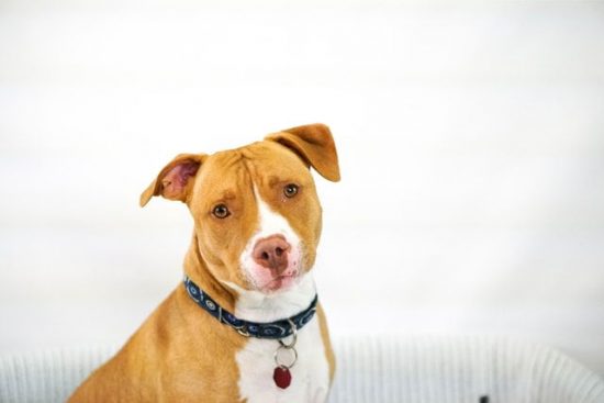 Pocket Pitbull Patterdale Terrier And American Pitbull Terrier Mix 