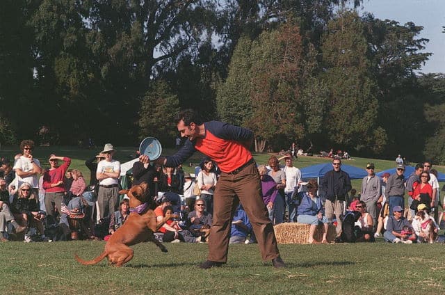 American Pitbull playing frisbee exercise